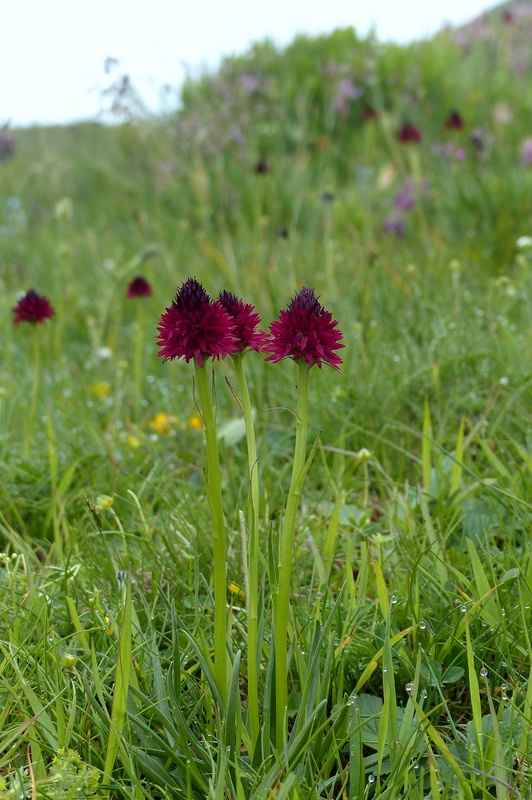 Nigritella cenisia e Nigritella rhellicani – Savoia francese   luglio 2023.